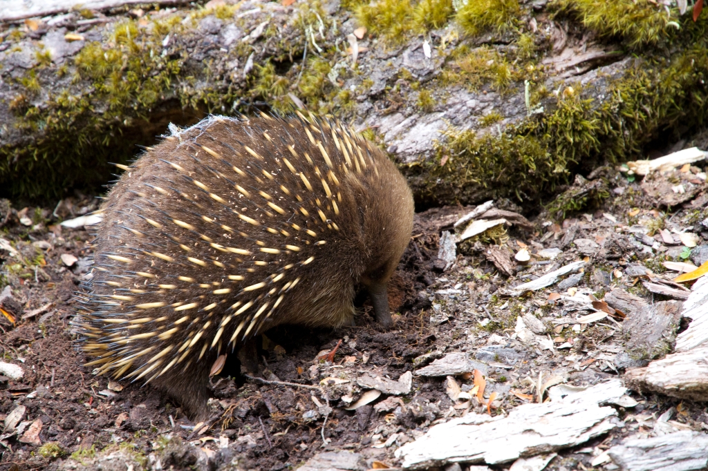 19 - Lake St Clair NP (18) - Echidne.jpg